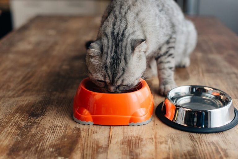 Comment faire manger des croquettes à un chat ?