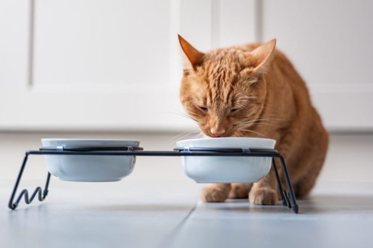 Les aliments secs pour chats présentent-ils des avantages ?